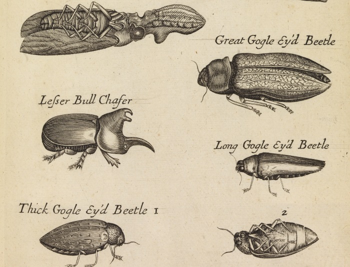 Drawings of insects
